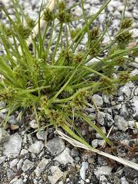 Image result for Cyperus squarrosus