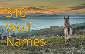 310 Wolf Names Male Female Famous Alpha Names With Meaning