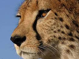 The Cheetah Orphans About Nature Pbs Cheetah Photos Cheetah Wallpaper Cheetahs