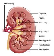 Anatomy Excretory System Wiki Scioly Org