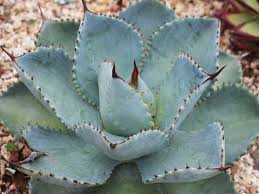 Image result for Vigna pygmaea