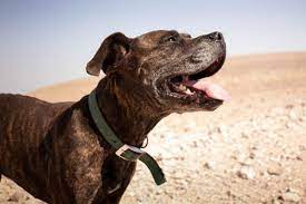 Nombres Arabes Para Perros 170 Ideas Con Significado