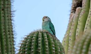 This elegant desert pageant occurs for about 2 months. Peach Faced Lovebirds In Phoenix Az Parrots In Cactus Roads Less Traveled