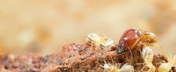 Termites pose the biggest threat to your property, especially wooden materials. Fly Carpenter Bee Termite Service Spring Lake Nj Monarch Pest Control Corporation