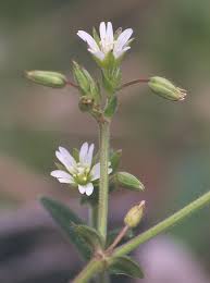 Image result for Cerastium octandrum