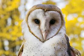 Ursula, the Curious Owl