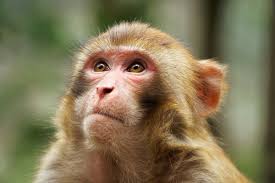 They currently engage two image recognition companies to scan user content for anything inappropriate. Brain Stimulation Device Lets Monkeys See Shapes Without Using Eyes New Scientist