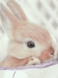 Baby Bunny Close Up Cute Animals Animals Cute Baby Animals