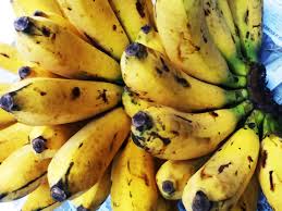 Maybe you would like to learn more about one of these? Dagang Canang Penanaman Dan Budidaya Pisang