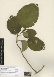 Image result for Cordia africana