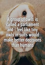 A Group Of Owls Is Called A Parliament And I Feel Like Tiny Owls In Suits Would Make Better Decisions Than Humans Owl Quotes Funny Owls Owl Facts