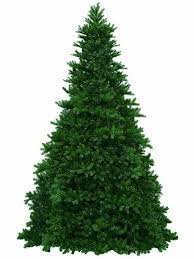 18 To 12 Foot Christmas Trees