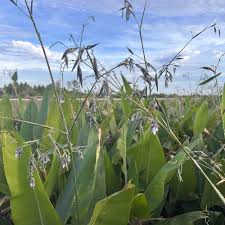 Image result for Thalia geniculata