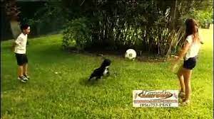 Romney pest control, charles pest control services, inc., ecoguardian pest control, mandm pest and wildlife, llc, all needs pro. Laredo Termite Pest Control L L C New Commercial Facebook