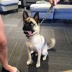 Hug Dog (Pug X Husky Mix) Info, Temperament, Training ...