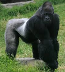 Endangered Animals In The Rainforest Rainforest Animals Endangered Animals Mammals