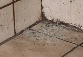 Image result for aspergillus