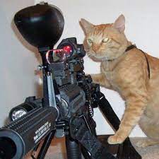 Pin On Cats With Guns