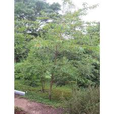 Image result for Micrococca