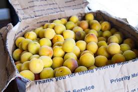 Umeboshi Fall Fruit Of Summer Labor La Fuji Mama In 2020 Fall Fruits Fruit Umeboshi Recipe