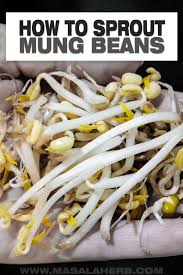 How to Sprout Mung Beans DIY