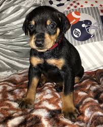 The way this myth came about was a lady in houston, texas had a warlock son. Rotterman Rottweiler Doberman Pinscher Puppies For Sale In Houston Texas