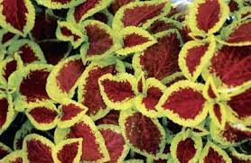 We did not find results for: Non Flower Bearing Ornamental Plants