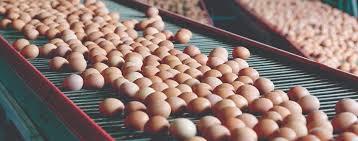 Eggs - Not So Fragile Profits!