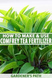 This will smell really bad! How To Make And Use Comfrey Tea Fertilizer Gardener S Path