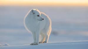 Polar Bears Live In The Arctic Near The North Pole What Animals Live At The North Pole Animals Polar Bear Sweet Animals