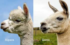 There are two extant species of camels, the dromedary or arabian camel, camelus dromedarius, which has a single hump. Learn The Basics Alpaca Farming In New Zealand