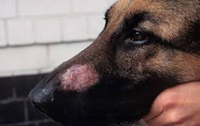 Common symptoms include hair loss, itching, flaky or crusty skin, and misshapen or brittle nails. Mites Kalamunda Veterinary Hospital