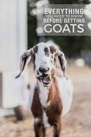 Caring For Goats 15 Things I Wish I Knew Before Getting Goats Boxwood Ave
