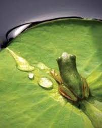 Pin On Ponds Pond Plants