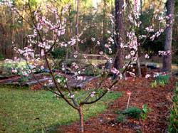 Branched trees on dwarfing rootstocks will produce early crops. Edible Landscaping Planning A Small Home Orchard Garden Org