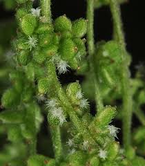 Image result for Urticaceae