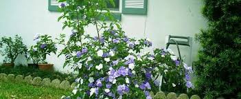 Check spelling or type a new query. Brunfelsia Species Yesterday Today And Tomorrow Brunfelsia Pauciflora