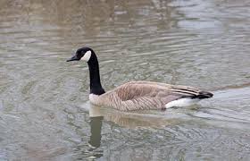Most of the time, geese and ducks sleep. Canada Goose Species Profile Alaska Department Of Fish And Game