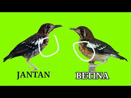 Membedakan Anis Kembang Trotolan Jantan Dan Betina Youtube