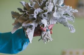 Organic winter wedding bouquet with air plants, blue thistles, and cotton. Simple And Original Diy Dusty Miller Wedding Bouquet Weddingomania