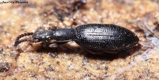 Image result for Dichilus