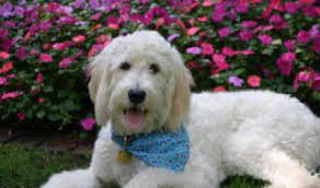 Find the best responsible breeders near you. Breeders Illinois