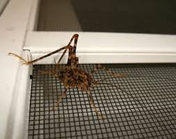 This says a lot about them. The Annual Return Of The Camel Crickets Colonial Pest Control