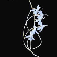 Image result for Aerangis kotschyana