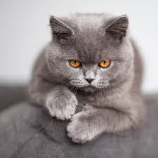 Find british shorthair in cats & kittens for rehoming | 🐱 find cats and kittens locally for sale or adoption in canada : Mi Piace 290 Commenti 4 Kirk Kirk The Cat Su Instagram The Last Thing A Plastic Spring Sees Before It British Shorthair Cats British Shorthair Cats