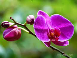 Bunga anggrek memiliki nama latin orchidaceae yang merupakan salah satu bunga yang memiliki jenis terbanyak. Nama Latin Bunga Anggerek Catatan Ringan