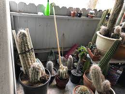 3 can a cactus get too much sun? Would You Say This Is Bright Indirect Sun Cactus