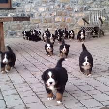 Once we got the puppies out of the hole. Bachelor Party Puppies Home Facebook