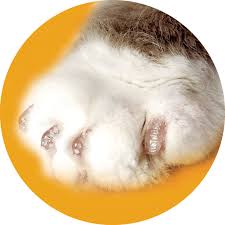 Cutting your cat's nails is often a stressful experience for everyone, but it doesn't have to be. Soft Claws Clear Cat Nail Caps Small Petco