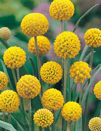 Maybe you would like to learn more about one of these? Billy Button Wildflower Wildflower Seeds Flower Seeds By Mr Fothergills